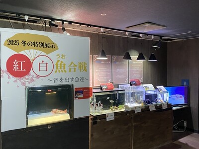 魚たちが歌う正月特別展示！「紅白魚合戦」開催中