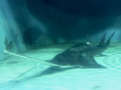 日本最長飼育記録を更新し続ける“絶滅危惧種”ノコギリエイの展示が復活！