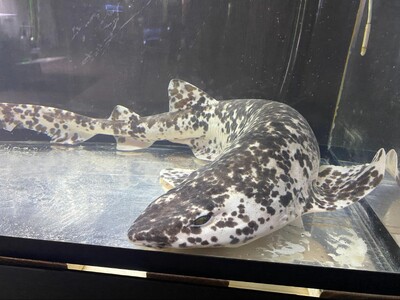 パンダカラーのサメ現る！？希少な色彩の”ナヌカザメ”を展示開始