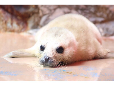 3年ぶりに赤ちゃん誕生！！伊勢シーパラダイスで「ゴマフアザラシ」の赤ちゃんが生まれました