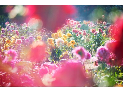 銀座店アートギャラリーにて蜷川実花氏の作品展示「花、瞬く光」開催 銀座から世界へ発信する、日本のクリエイ...