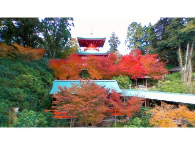 シャクナゲ寺の紅葉ライトアップ　佐賀県武雄市　