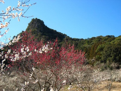 御船が丘梅林「観梅まつり」佐賀県武雄市