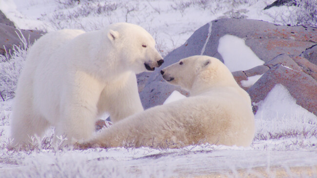 10��4���́u���E�����̓��v���L�O���A�A�j�}���v���l�b�g�ł͐V�ԑg4�{���܂ޑ��ʂȃ��C���i�b�v��10��6��(��)���4�T�A�����ʕҐ�