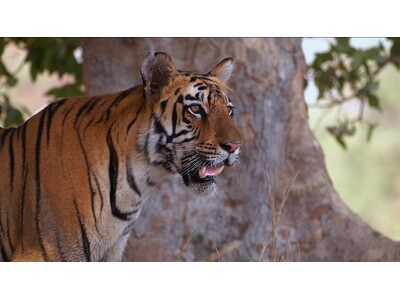 �y�Q���́A�ɂ��ƁI�L�̌��z2��22���i�ɂ��E�ɂ��E�ɂ��j�u�L�̓��v���L�O�����A�j�}���v���l�b�g���N2���P����W��������I