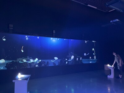 ハニカムラボ、宮崎県総合博物館にて「毒モンスター水族館 ～海のキケンな生きものたち～」にインタラクティブ...