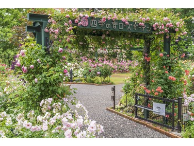 「練馬区立 四季の香ローズガーデン」約320品種460株のバラが見ごろを迎え満開に