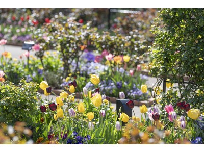 1万本のチューリップが春の訪れを彩る／練馬区立 四季の香ローズガーデン「2026ハッピーイースター」開催...