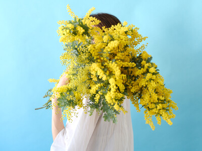 サクラサク、ミモザも咲く！春を告げる3月のおすすめ花感謝を伝えるミモザ、門出を祝う桜。春のはじまりに贈りたい花をお届けします
