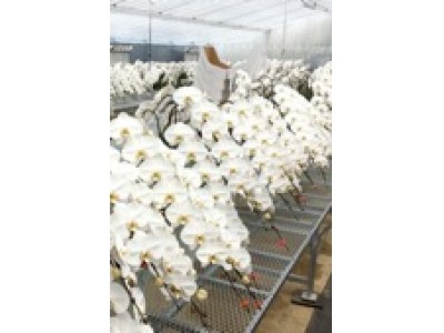 白く輝く蝶に、福島復興の願いを乗せて…福島県葛尾村で生産された胡蝶蘭「hope white」の初出荷式を開催！