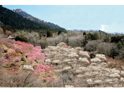 いよいよ見頃！「第45回 筑波山梅まつり」開催中