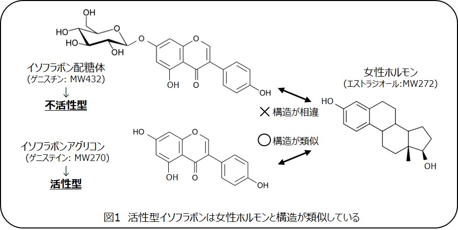 山形県小野川温泉の伝統冬野菜「温泉豆もやし」から、女性ホルモン様作用の期待できる活性型イソフラボン原料を開発