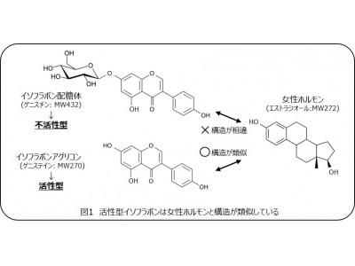 山形県小野川温泉の伝統冬野菜「温泉豆もやし」から、女性ホルモン様作用の期待できる活性型イソフラボン原料を開発