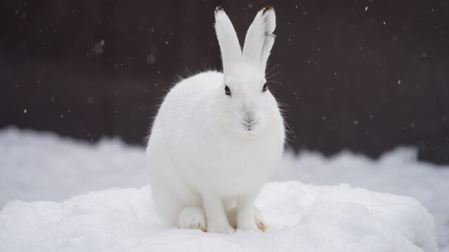 KKday、札幌市円山動物園の入園券Web販売を開始。道内最古の人気動物園でDXによるインバウンド対応と混雑緩和を推進