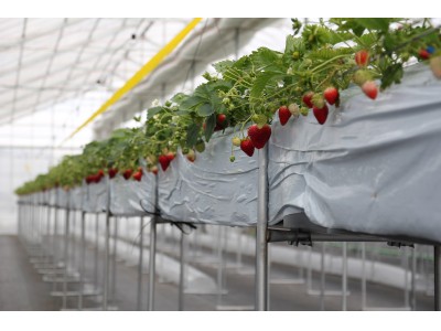 12月17日から出荷開始 太陽ホールディングスが食糧事業として高品質イチゴの生産を開始～ITを活用したスマート農業により1粒1000円のブランドイチゴを栽培～