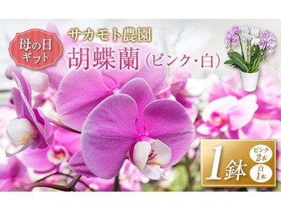 母の日に間に合う！「○○が飛んでくる花」宮崎県新富町の返礼品に豪華&長持ちする胡蝶蘭が数量・期間限定で登場