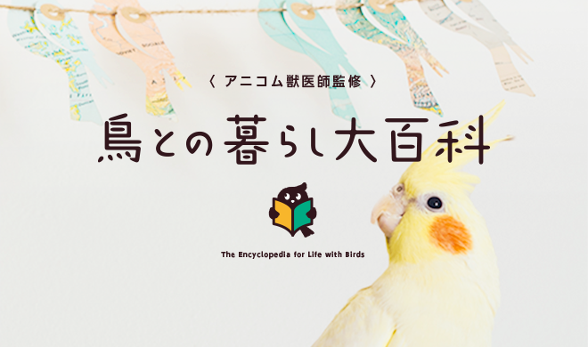 鳥専門情報サイト『鳥との暮らし大百科』オープン！