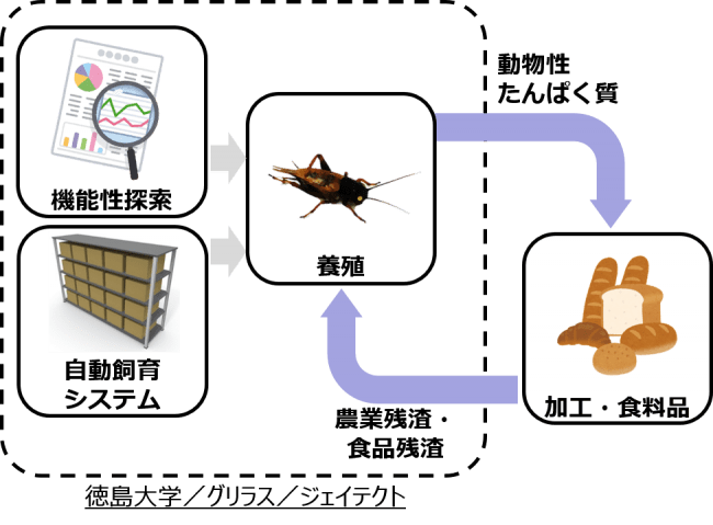 産学連携によるコオロギの食糧資源化を推進 マピオンニュース