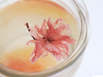 ぽんしゅグリアにサクラ咲く。お花見に最適な桜の日本酒カクテルの素。「ぽんしゅグリア」にさくらバージョンが今年も登場！