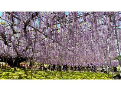 あしかがフラワーパークの大藤が、例年よりも10日程度早く見頃を迎えました！