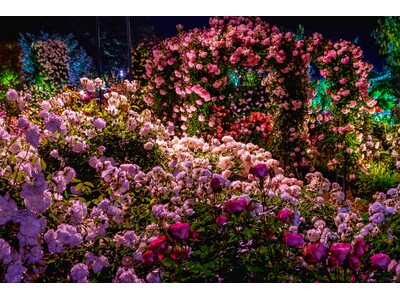 花のステージは、ふじのはな物語からローズガーデンへ　『５００種２５００株の華やかなバラが満開です！』