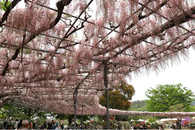 【開花速報】早咲きの「うす紅藤」が満開となりました！