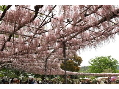【開花速報】早咲きの「うす紅藤」が満開となりました！