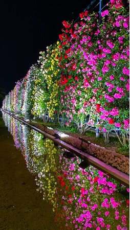花のステージは、藤の花からローズガーデンへ『５００種２５００株の華やかなバラが見頃を迎えました！』