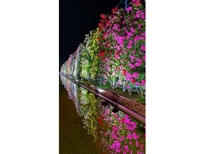 花のステージは、藤の花からローズガーデンへ『500種2500株の華やかなバラが見頃を迎えました!』