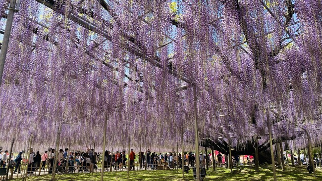 あしかがフラワーパークの大藤が昨年より1週間早く見頃を迎えました！