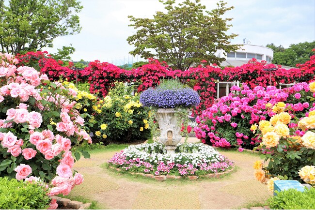 花のステージは、藤の花からローズガーデンへ『５００種２５００株の華やか…