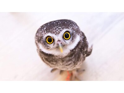 【訪日観光No.1プラットフォームKlook】欧米やシンガポールのスクールブレイクが始まる6月は訪日観光客の動向に注目「訪日外国人観光客“梅雨の屋内人気スポット”TOP10」発表