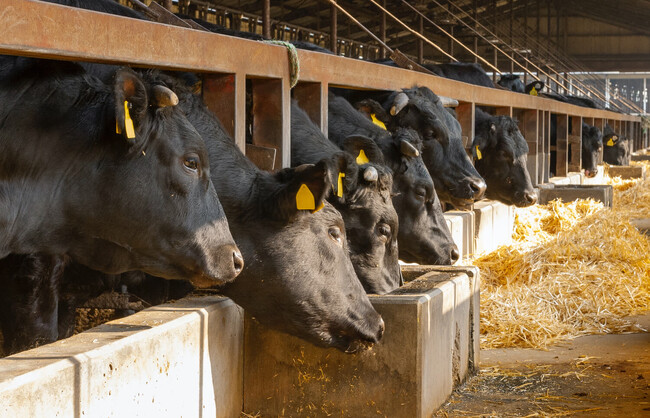【創業110年】6次産業化を推進する「肉の大栄」が営む「焼肉 真焔（しんえん）」で『新宿名物元祖和製マーラータン』提供開始！おうちでマーラータン株式会社、麻辣湯を通じてフードロス推進に貢献！