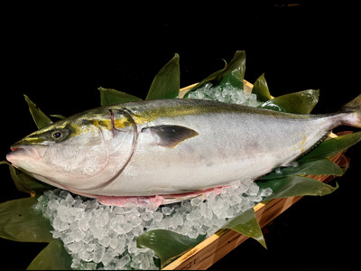 【ホテルメトロポリタン】～日本のうまいもの～「富山・石川・福井　北陸フェア」「北陸鰤まつり」毎週土曜日に...