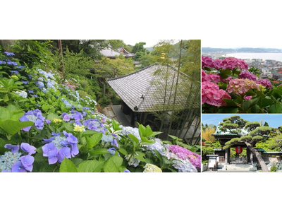 【ホテルメトロポリタン 鎌倉】あじさいの名所 「長谷寺」優先鑑賞付拝観券付き宿泊プランを販売