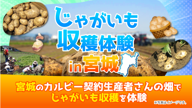 3年連続！宮城県の契約生産者の畑でファンミーティングを開催 Calbee『Fan With! Project』～じゃがいも収穫体験 in 宮城～
