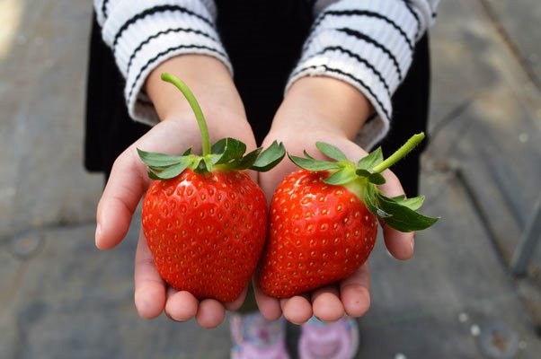 2023年１月(いち)５日(ごの日)(木)から「いちご摘み採り体験」開始！＆ カフェメニューに「農園完熟いちごパフェ」が新登場！
