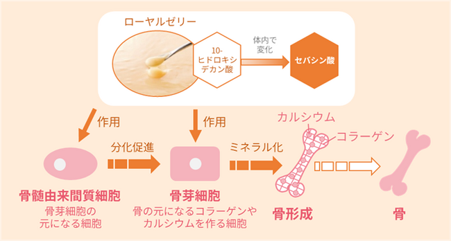 ローヤルゼリーは筋肉と骨の「ロコモティブシンドローム」を予防する、骨形成を促進するメカニズムを明らかに