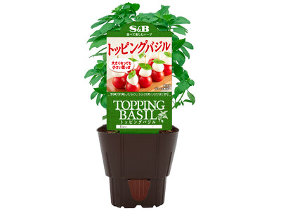「S&Bハーブ苗」前年同期比140％※の受注数！「トッピングバジル」４月１日新発売