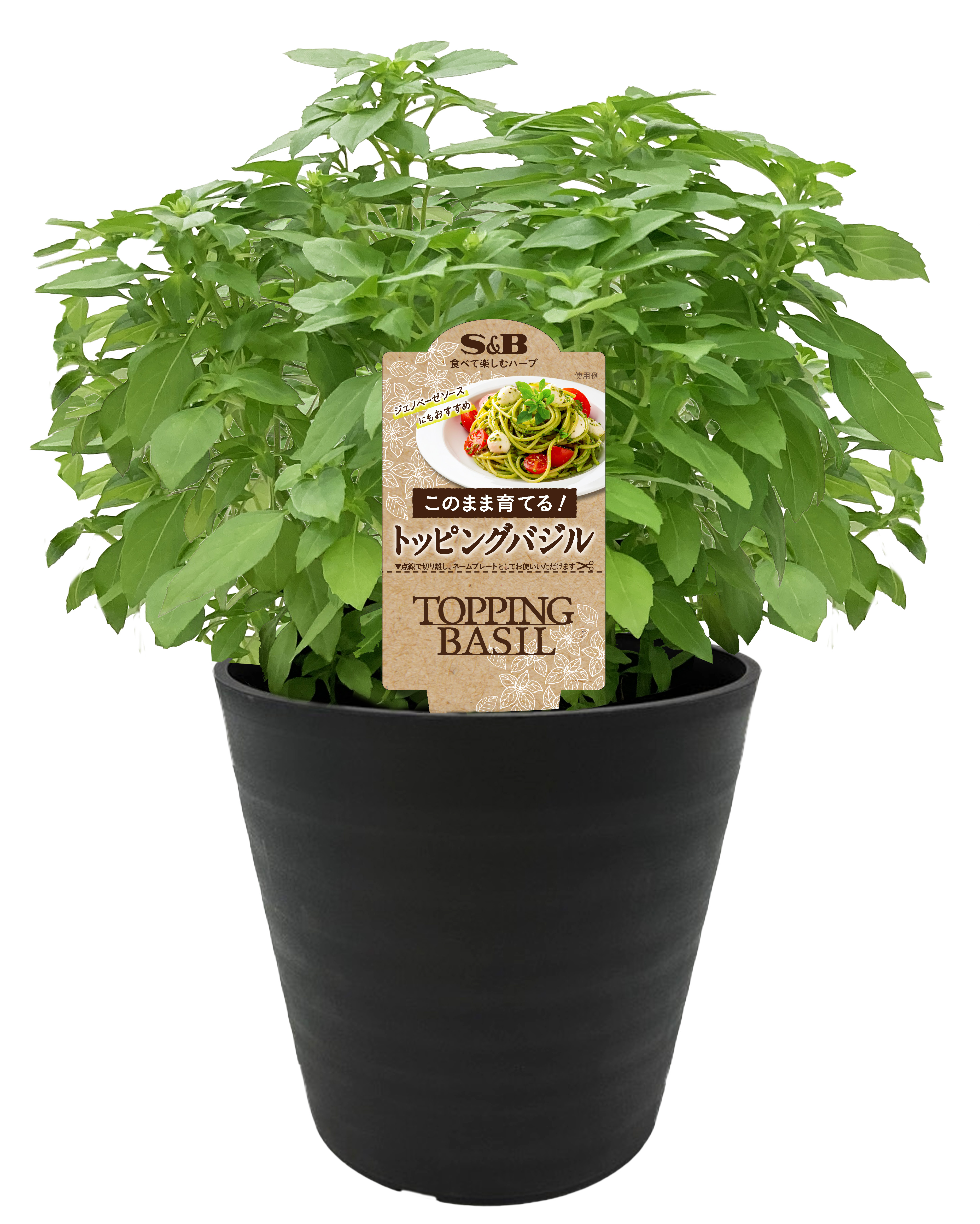 植替えいらずで育てられる 葉も茎も料理に使える品種 S&B鉢入りハーブ「トッピングバジル」８月２４日 新発売