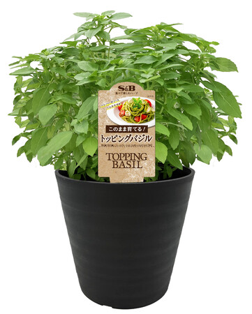 植替えいらずで育てられる 葉も茎も料理に使える品種 S&B鉢入りハーブ「トッピングバジル」８月２４日 新発売
