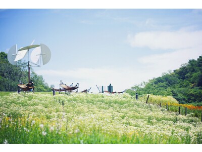 可愛いカモミールとポットマリーゴールドがカラフルに彩る花畑で「春の収穫祭2023」を開催。カモミールの無...