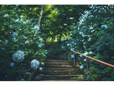 神戸の”隠れアジサイスポット？”神戸布引ハーブ園。「アジサイ」が見ごろを迎えました。園内の各所に様々なロケーションの「アジサイのある初夏の風景」が。瑞々しい情景に心が涼みます。