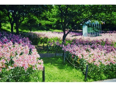 撮影スポットで人気の黄色、ピンクに一面が彩る初夏のユリ花畑。山上のリゾート”神戸布引ハーブ園”では「ユリ...