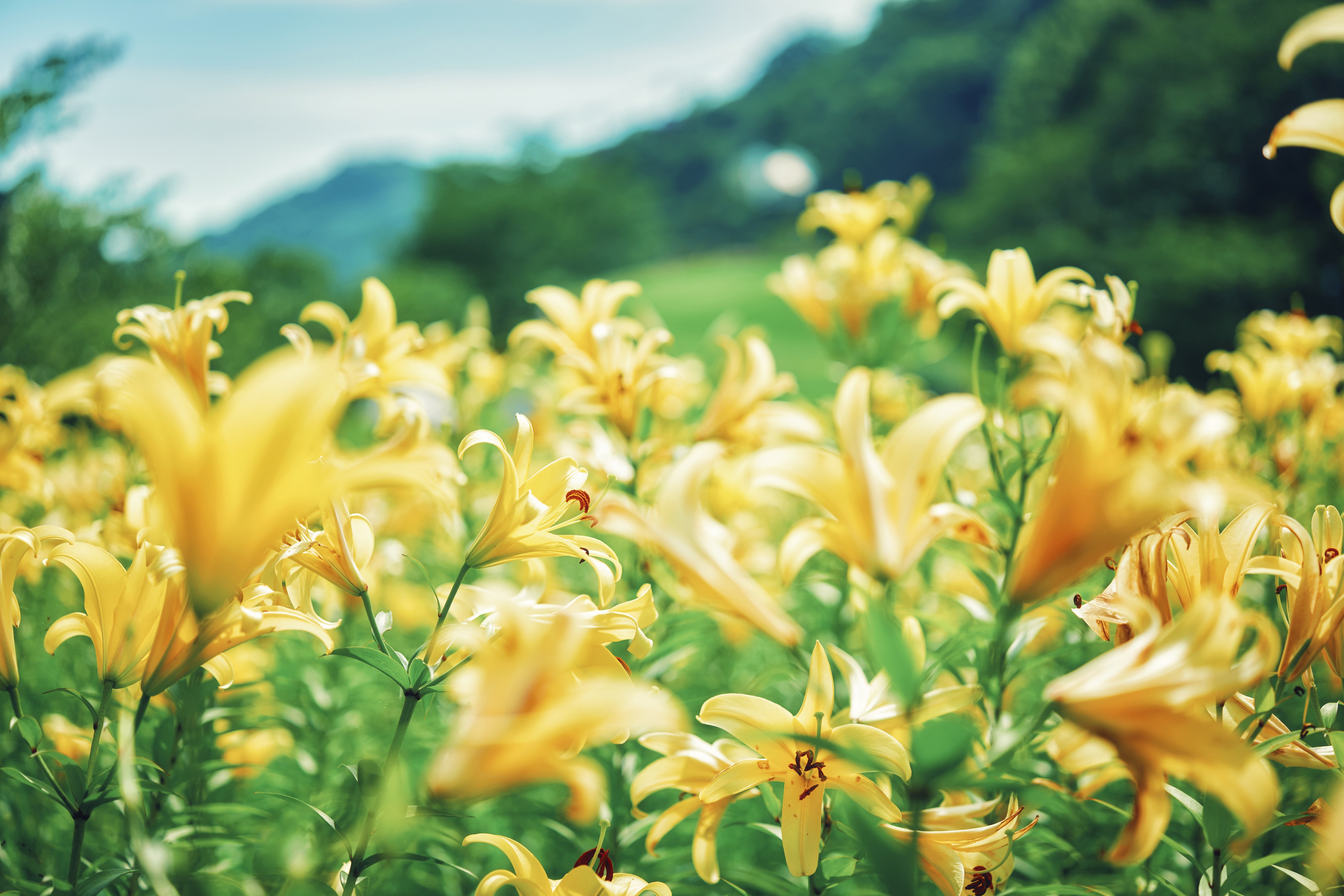 黄色、ピンクに一面が彩る初夏の花畑「ユリ園」が見ごろを迎えました。黄色、ピンクに一面が彩る人気の撮影スポットです。山上のリゾート”神戸布引ハーブ園”では各所で”ユリのある風景”もお楽しみいただけます