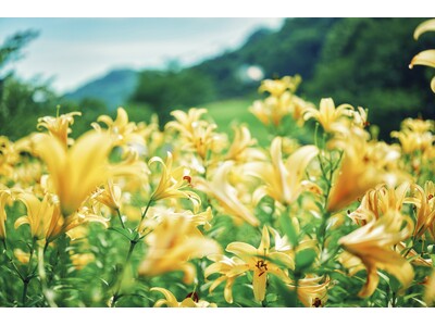 黄色、ピンクに一面が彩る初夏の花畑「ユリ園」が見ごろを迎えました。黄色、ピンクに一面が彩る人気の撮影スポットです。山上のリゾート”神戸布引ハーブ園”では各所で”ユリのある風景”もお楽しみいただけます