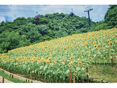 "夏の名物風景"神戸布引ハーブ園の「ひまわり畑」が間もなく見ごろに。昼は元気いっぱいに、夕方は一面黄金色に輝く幻想的風景です。園内各所のひまわりが、様々なロケーションで"きっと忘れない夏"を演出します