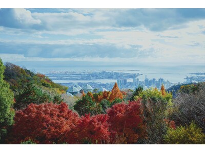 神戸の紅葉の名所「布引の紅葉」が見ごろです。秋色に彩るガーデンと紅葉が調和した情景や、ロープウェイの車窓から眺める壮大な景色を楽しめます。ライトアップされた紅葉と神戸の景色は新しい名所となっています。