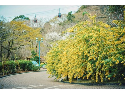 早春の人気のロケーション「ミモザのある風景」が例年より早く見ごろに。神戸布引ハーブ園に少しずつ春が訪れています。ふわふわで可愛い「ミモザ」と「神戸の街並み」を一緒に楽しめるフォトスポットは人気です。