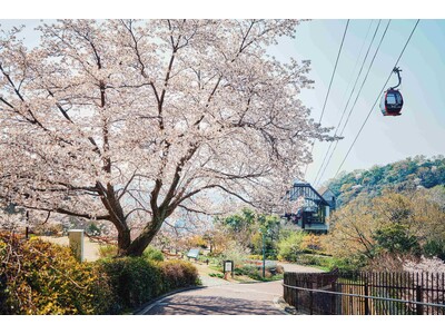 神戸の山上に登場する「山桜のある風景」。神戸布引ハーブ園の約100本の「山桜」が間もなく見ごろを迎えます。「彩るガーデン」「神戸の景色」が織りなすエレガントなロケーションでお花見をお楽しみいただけます
